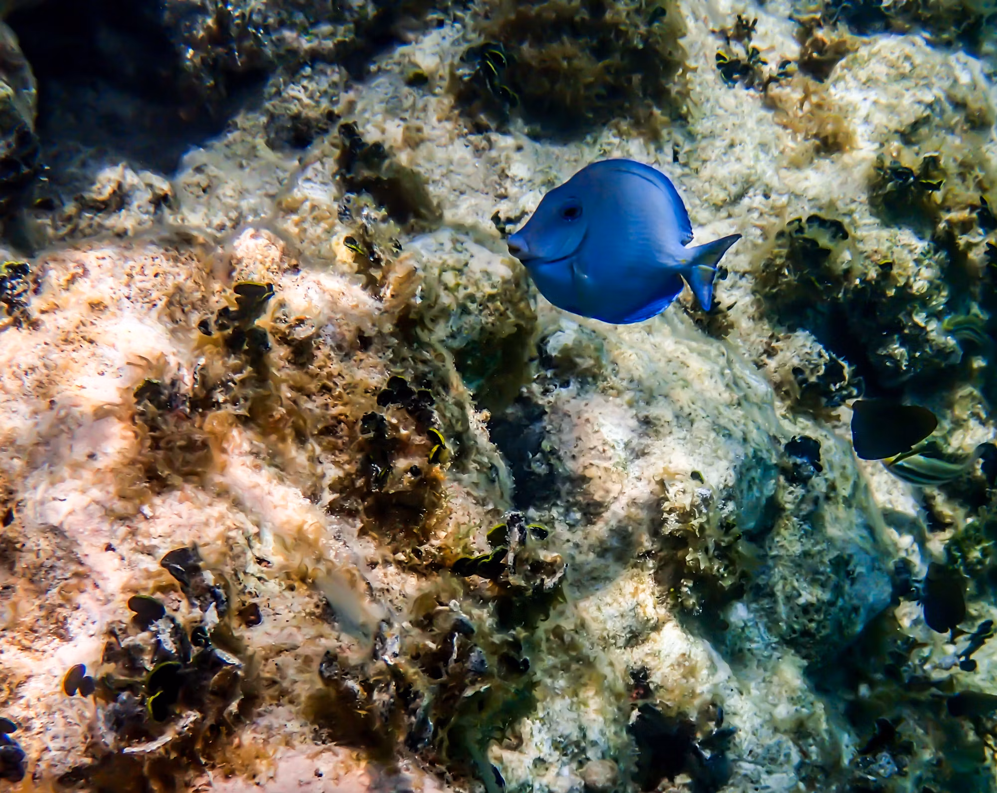 Diving Into Adventure: A Comprehensive Guide to Underwater Exploration