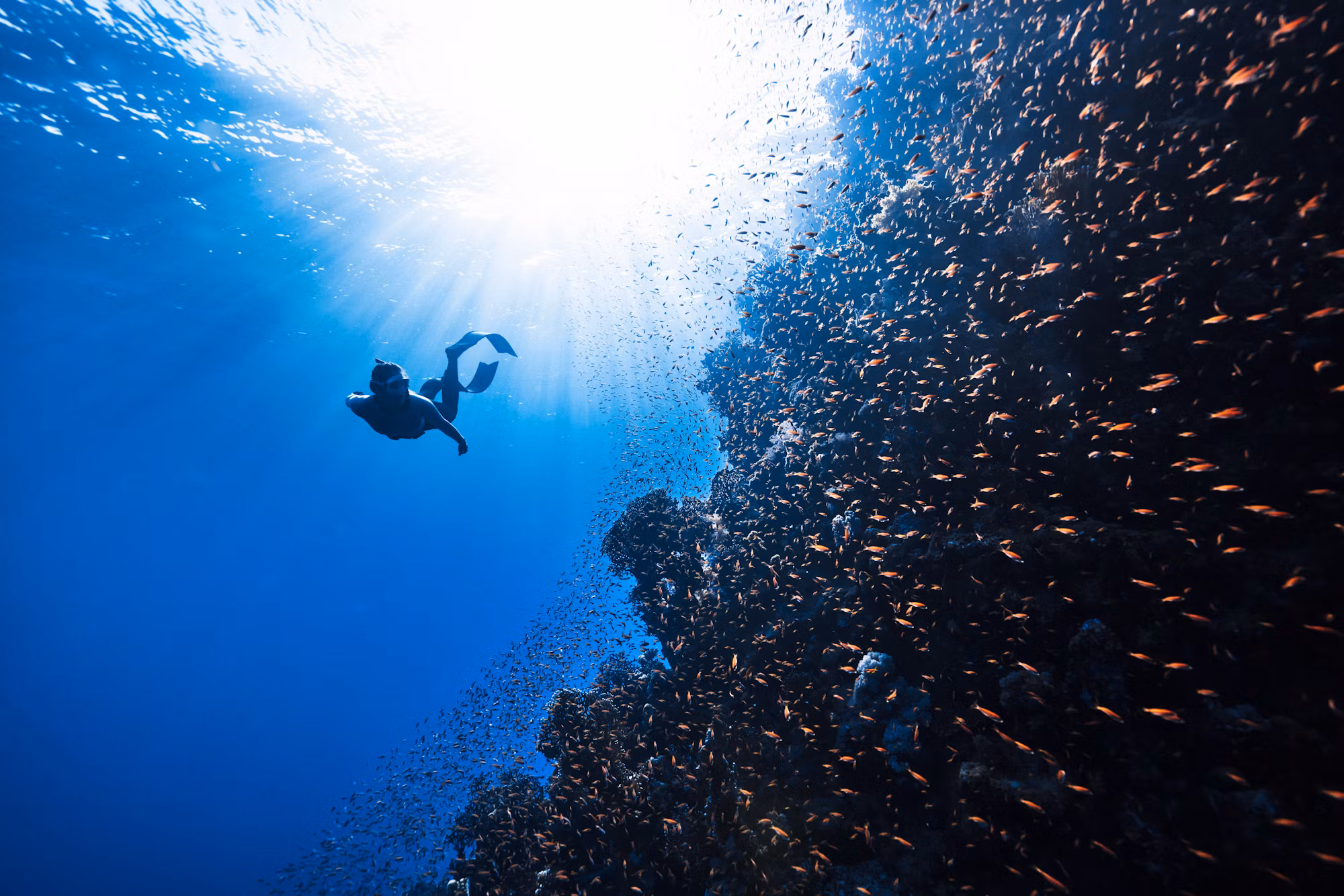 Diving into Adventure: A Guide to the Fascinating World of Underwater Exploration
